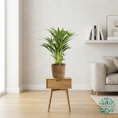 Mixed Green Houseplant Basket 'gaby' - 14Cm Pot - image 1