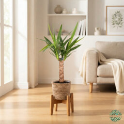 Mixed Green Houseplant Basket 'gaby' - 14Cm Pot - thumbnail 5
