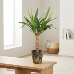 Mixed Green Houseplant Basket 'gaby' - 14Cm Pot - thumbnail 6