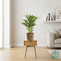 Mixed Green Houseplant Basket 'gaby' - 14Cm Pot - thumbnail 1