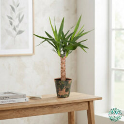 Mixed Green Houseplant Basket 'gaby' - 14Cm Pot - thumbnail 2