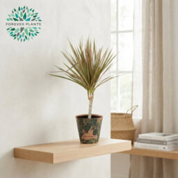 Mixed Green Houseplant Basket 'gaby' - 14Cm Pot - thumbnail 3