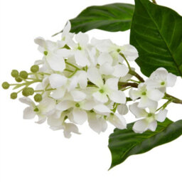 Wyld Haus Set Of 3 White Lilac Artificial Flower Stems 750mm Plastic - thumbnail 2