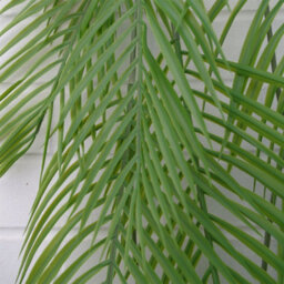 Leaf Pack Of 12 X 120Cm Artificial Hanging Palm Plant - thumbnail 5