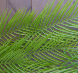 Leaf Pack Of 12 X 120Cm Artificial Hanging Palm Plant - thumbnail 4