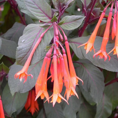 Primrose Fuchsia Thalia Flowering Bedding Plants 9Cm Pot