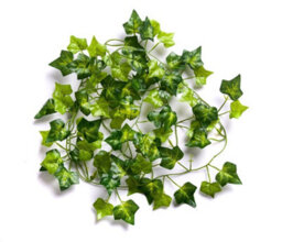 6 Best Artificial 7Ft - 210Cm English Ivy Garland String Strand Twine Decoration - Il03 - thumbnail 4