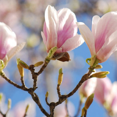 Plant Theory Outdoor Shrub Plant Magnolia X Soulangeana Flowering Tree Bush 2L Pot 30Cm - image 1