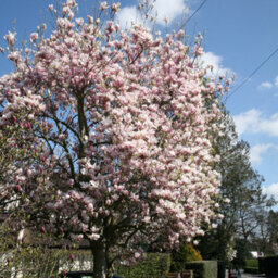Plant Theory Outdoor Shrub Plant Magnolia X Soulangeana Flowering Tree Bush 2L Pot 30Cm - thumbnail 2