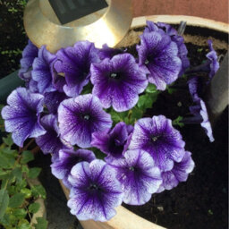 Carbeth Plants Petunia Blue Vein Bedding Plants 2 X 6 Pack - Outdoor Garden Flowers Ready To Plant - Perfect For Hanging Baskets, Pots & Borders