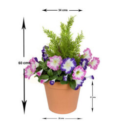 GreenBrokers Pink & Purple Petunia Terracotta Patio Planter 60Cm/24In - thumbnail 3