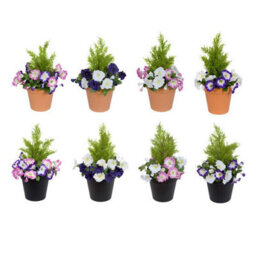 GreenBrokers Pink & Purple Petunia Terracotta Patio Planter 60Cm/24In - thumbnail 4