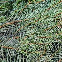 True Products 65Cm Oxo-Biodegradable Christmas Tree Lz  Netting - 2000M Bale For Trees 10Ft To 12Ft - thumbnail 4