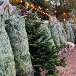 True Products 65Cm Oxo-Biodegradable Christmas Tree Lz  Netting - 2000M Bale For Trees 10Ft To 12Ft - thumbnail 1