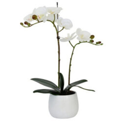 Greenbrokers Elegant Double Stem White Real Touch Artificial Potted Orchid (46Cm) In Round White Ceramic Pot - thumbnail 3