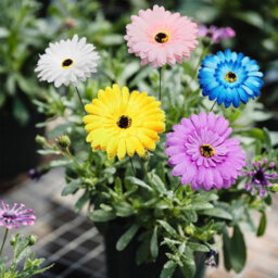 10 Pack Multicolor Artificial Garden Flowers - Plantable Decorations 30 Cm - thumbnail 5