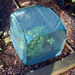 Gardenskill Pop-Up Mini Pot Plant, Seedling & Herb Cover Grow House Cloche 0.5M H - thumbnail 4