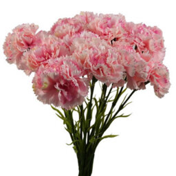 Pegdev - Pdl - Pack Of 12 Artificial Carnation Flowers Pink Faux Bouquet Stems For Home Or Wedding Decoration - thumbnail 1