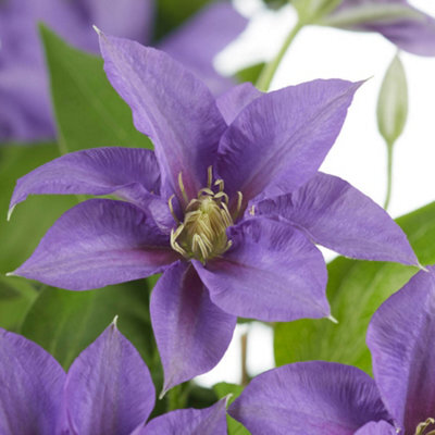 You Garden Yougarden Clematis Patio 'olympia Boulevard' With Tower Pot Planter And Trellis, Established Plant In 10.5Cm Potted Plant - image 1