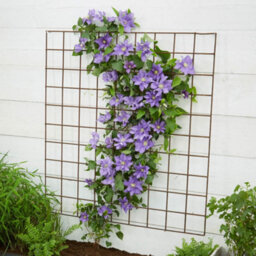 You Garden Yougarden Clematis Patio 'olympia Boulevard' With Tower Pot  Planter And Trellis, Established Plant In 10.5Cm Potted Plant by B&Q |  uFurnish.com