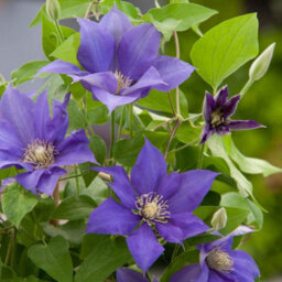 You Garden Yougarden Clematis Patio 'olympia Boulevard' With Tower Pot Planter And Trellis, Established Plant In 10.5Cm Potted Plant - thumbnail 5