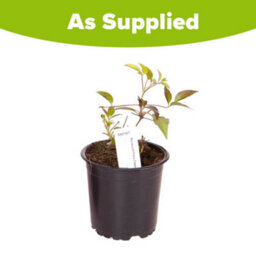 You Garden Yougarden Clematis Patio 'olympia Boulevard' With Tower Pot Planter And Trellis, Established Plant In 10.5Cm Potted Plant - thumbnail 6