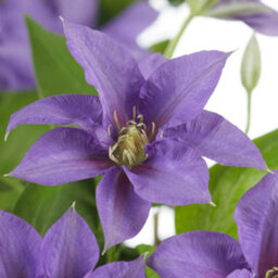 You Garden Yougarden Clematis Patio 'olympia Boulevard' With Tower Pot Planter And Trellis, Established Plant In 10.5Cm Potted Plant - thumbnail 1
