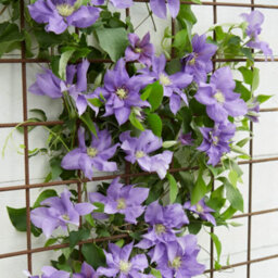 You Garden Yougarden Clematis Patio 'olympia Boulevard' With Tower Pot Planter And Trellis, Established Plant In 10.5Cm Potted Plant - thumbnail 2