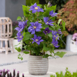 You Garden Yougarden Clematis Patio 'olympia Boulevard' With Tower Pot Planter And Trellis, Established Plant In 10.5Cm Potted Plant - thumbnail 3