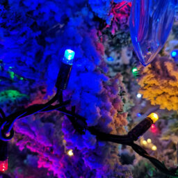 Samuel Alexander 100 Led 8M Premier Christmas Connectable Outdoor Static Lights In Multicoloured - thumbnail 5