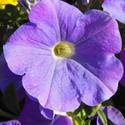 Carbeth Plants Petunia Sky Blue Bedding Plants 1 X 6 Pack - Outdoor Garden Flowers Ready To Plant - For Beds, Patio Pots & Hanging Baskets - thumbnail 3