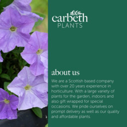 Carbeth Plants Petunia Sky Blue Bedding Plants 1 X 6 Pack - Outdoor Garden Flowers Ready To Plant - For Beds, Patio Pots & Hanging Baskets - thumbnail 6