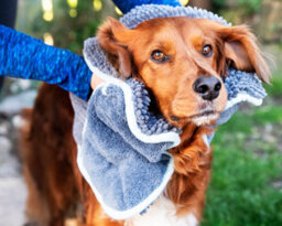 Henry Wag Pet Paw Cleaner & Noodle Glove Towel Combo - thumbnail 6