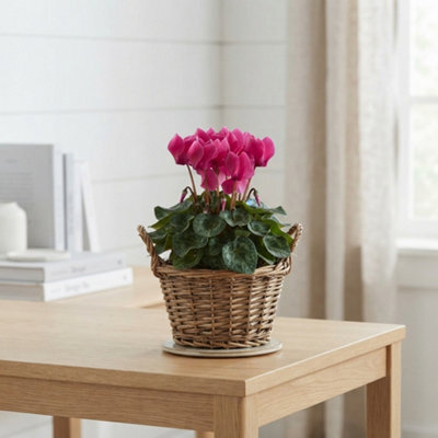 Lush Green Plant Arrangement In Wicker Basket - 25Cm - image 1