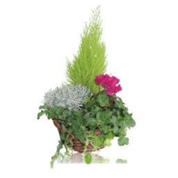 Lush Green Plant Arrangement In Wicker Basket - 25Cm - thumbnail 3