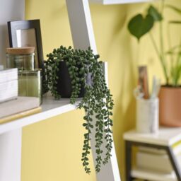 Candlelight Green 12Cm String Of Pearls Artificial Plant In Black Ceramic Pot - thumbnail 3