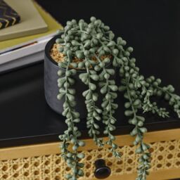 Candlelight Green 12Cm String Of Pearls Artificial Plant In Black Ceramic Pot - thumbnail 4