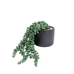 Candlelight Green 12Cm String Of Pearls Artificial Plant In Black Ceramic Pot - thumbnail 2