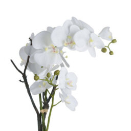 Hill Interiors Orchid In Stone Pot White (70 X 46 X 46Cm) - thumbnail 2