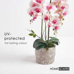 Homescapes Realistic Artificial Pink Phalaenopsis Orchid Plant In Cement Pot, 3 Stems, 64 Cm Indoor Artificial Flower - thumbnail 5
