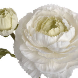 Hill Interiors Uk Homeliving White Ranunculus Spray - thumbnail 5