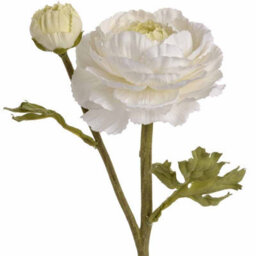 Hill Interiors Uk Homeliving White Ranunculus Spray - thumbnail 6