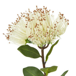 Wyld Haus Set Of 3 Cream Protea Nitida Artificial Flower Stems 450mm - thumbnail 2