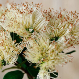 Wyld Haus Set Of 3 Cream Protea Nitida Artificial Flower Stems 450mm - thumbnail 5