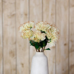 Wyld Haus Set Of 3 Cream Protea Nitida Artificial Flower Stems 450mm - thumbnail 4