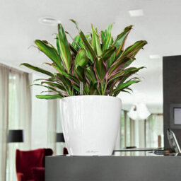 (Dia) 28Cm Round Plant Pot,  White High-Gloss Plastic Self-Watering Planter With Water Level Indicator Lechuza Classico D28 H26 Cm - thumbnail 8