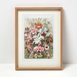 Homescapes Original Wall Decoration Botanical Flowers Set Of Decorative Frames - thumbnail 2