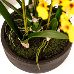 Scottish Everlastings Ltd. Scottish Everlastings Artificial 71Cm Real Touch Yellow Dancing Orchid In Ceramic Pot - thumbnail 2