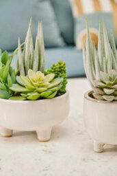 Orsina Fiori Mixed Succulents In Large Ceramic Pot Artificial Plant Foliage - thumbnail 5