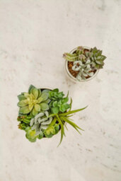 Orsina Fiori Mixed Succulents In Large Ceramic Pot Artificial Plant Foliage - thumbnail 4